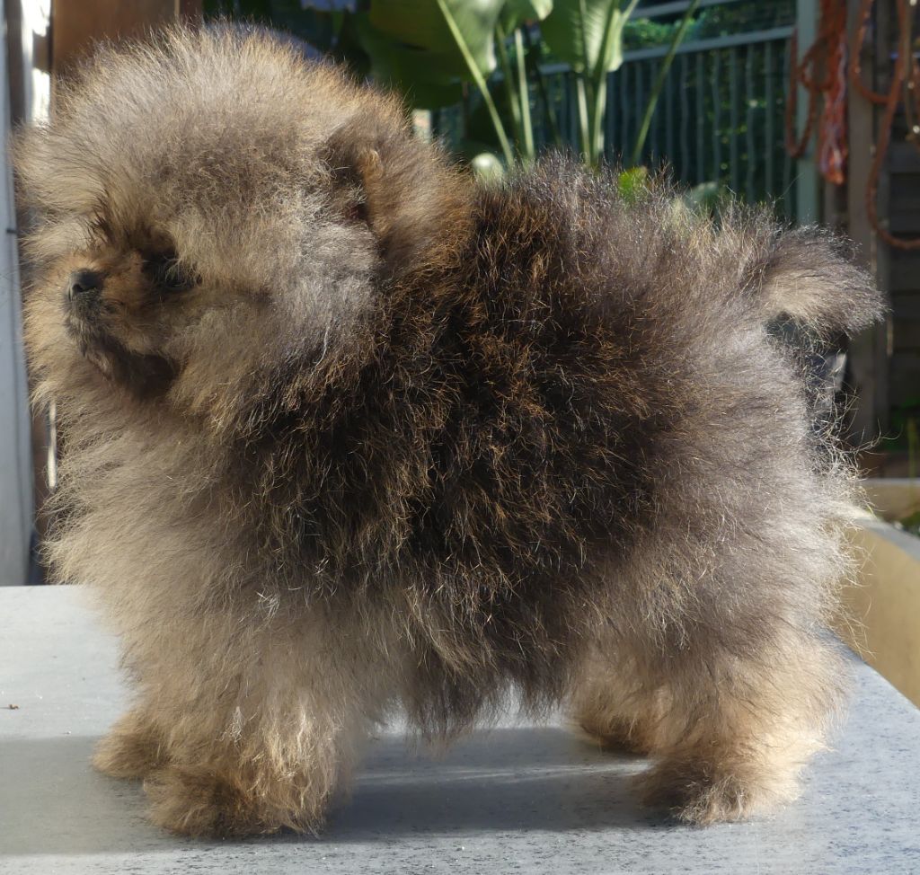 chiot Spitz allemand d'Entre Terre et Mer