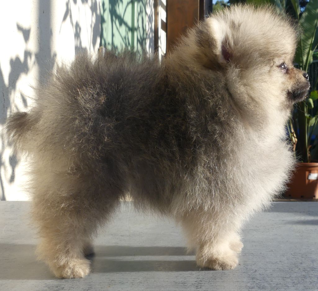 chiot Spitz allemand d'Entre Terre et Mer