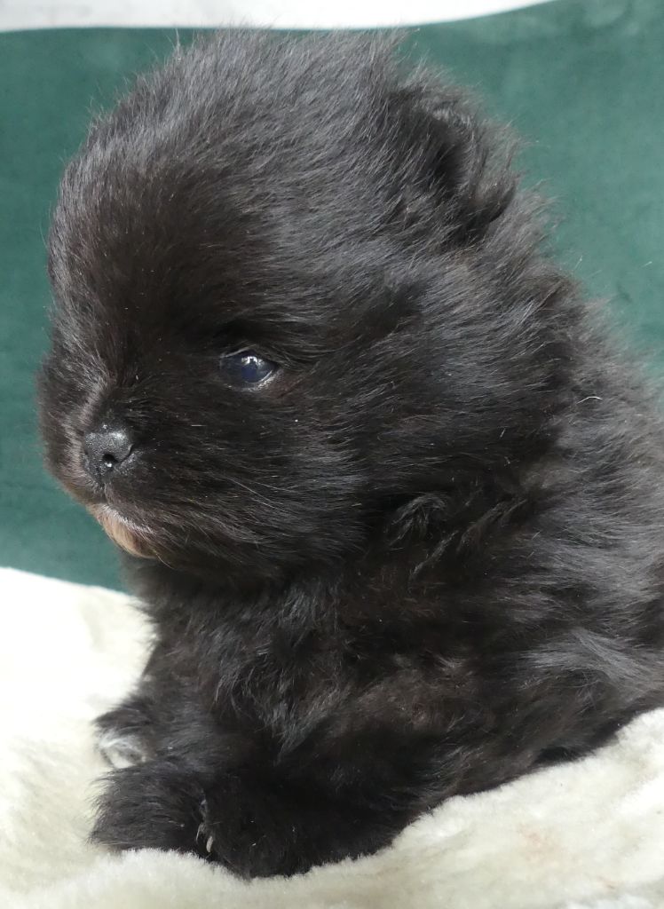 chiot Spitz allemand d'Entre Terre et Mer