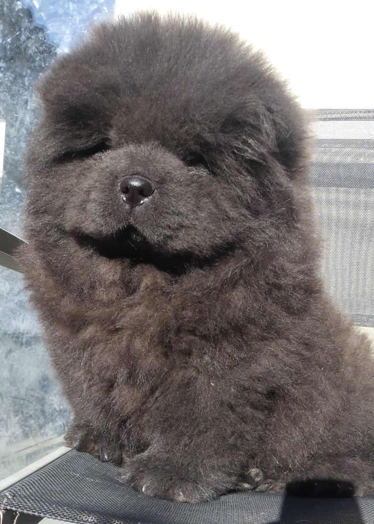 d'Entre Terre et Mer - Chiot disponible  - Chow Chow