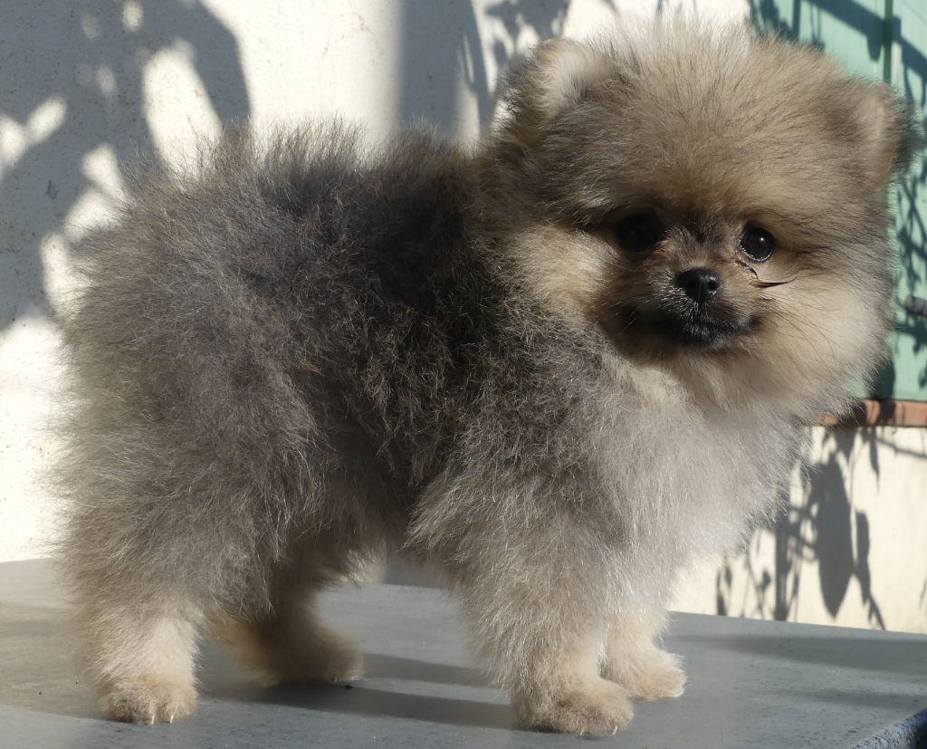 d'Entre Terre et Mer - Chiot disponible  - Spitz allemand