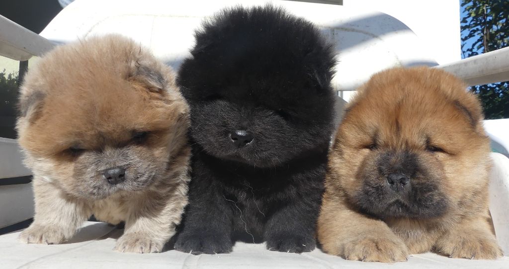 chiot Chow Chow d'Entre Terre et Mer