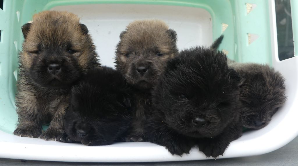 Des bébés tout beau tout chaud...