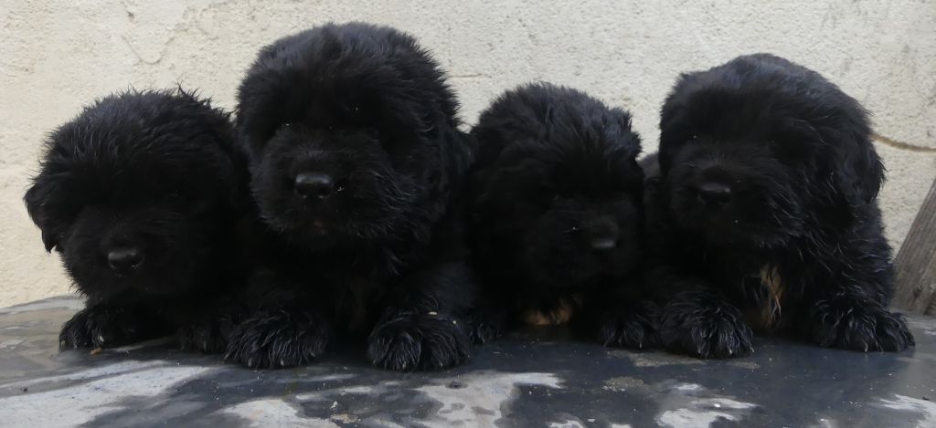 d'Entre Terre et Mer - Chiots disponibles - Terre-neuve