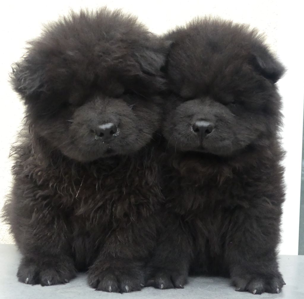 d'Entre Terre et Mer - Chiots disponibles - Chow Chow