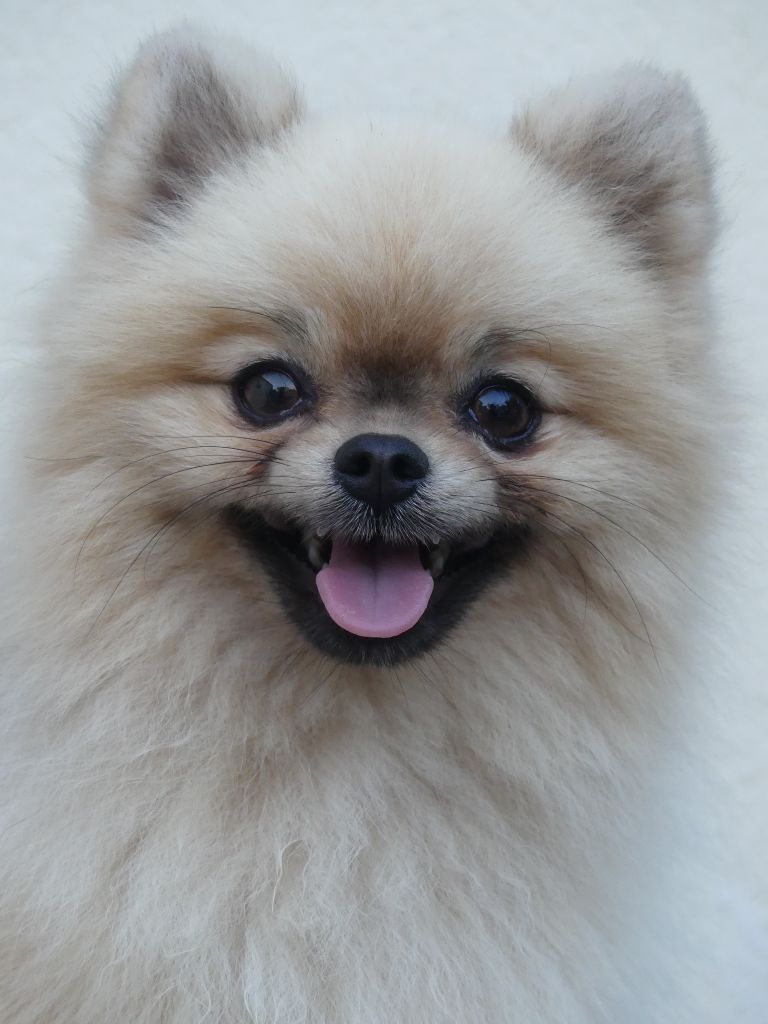 CHIOT 1