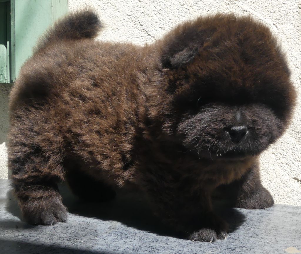 d'Entre Terre et Mer - Chiots disponibles - Chow Chow