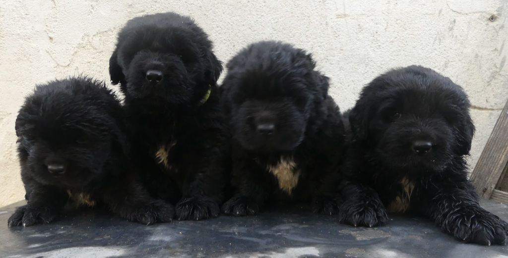 d'Entre Terre et Mer - Chiots disponibles - Terre-neuve
