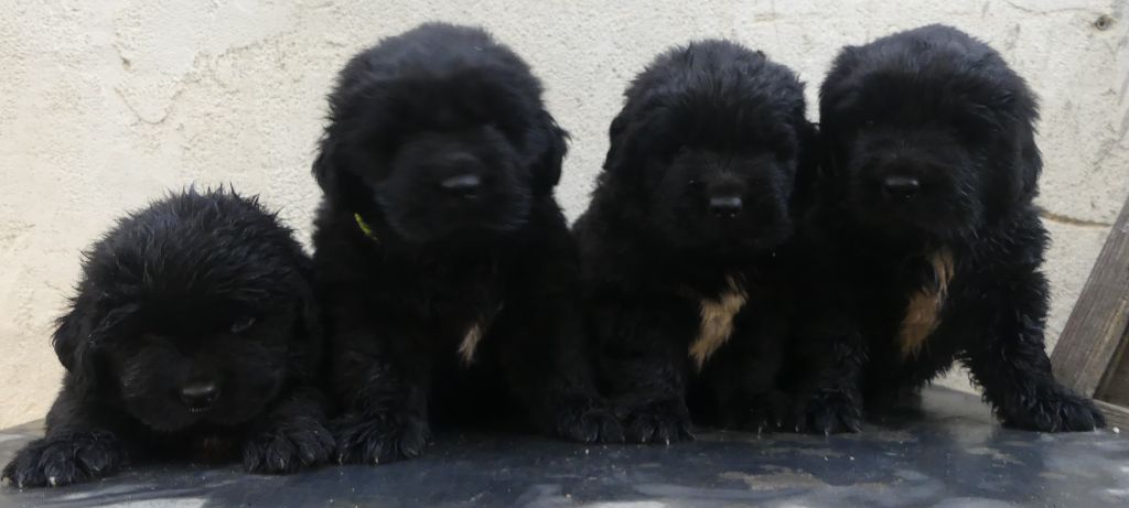 d'Entre Terre et Mer - Chiots disponibles - Terre-neuve