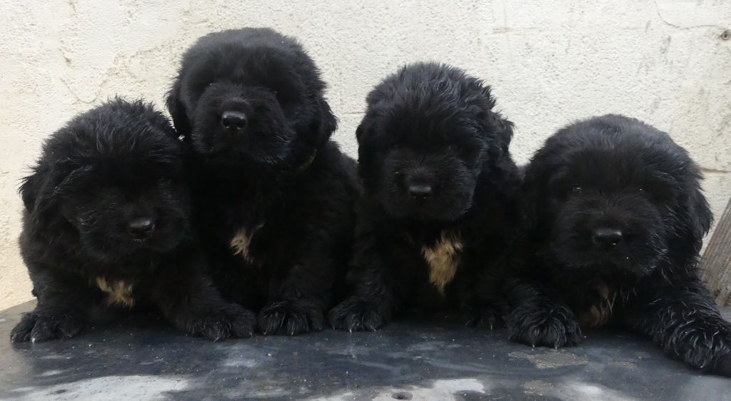 d'Entre Terre et Mer - Chiots disponibles - Terre-neuve