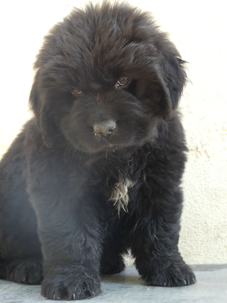 d'Entre Terre et Mer - Chiots disponibles - Terre-neuve