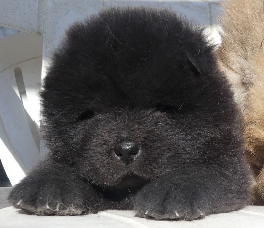 d'Entre Terre et Mer - Chiots disponibles - Chow Chow