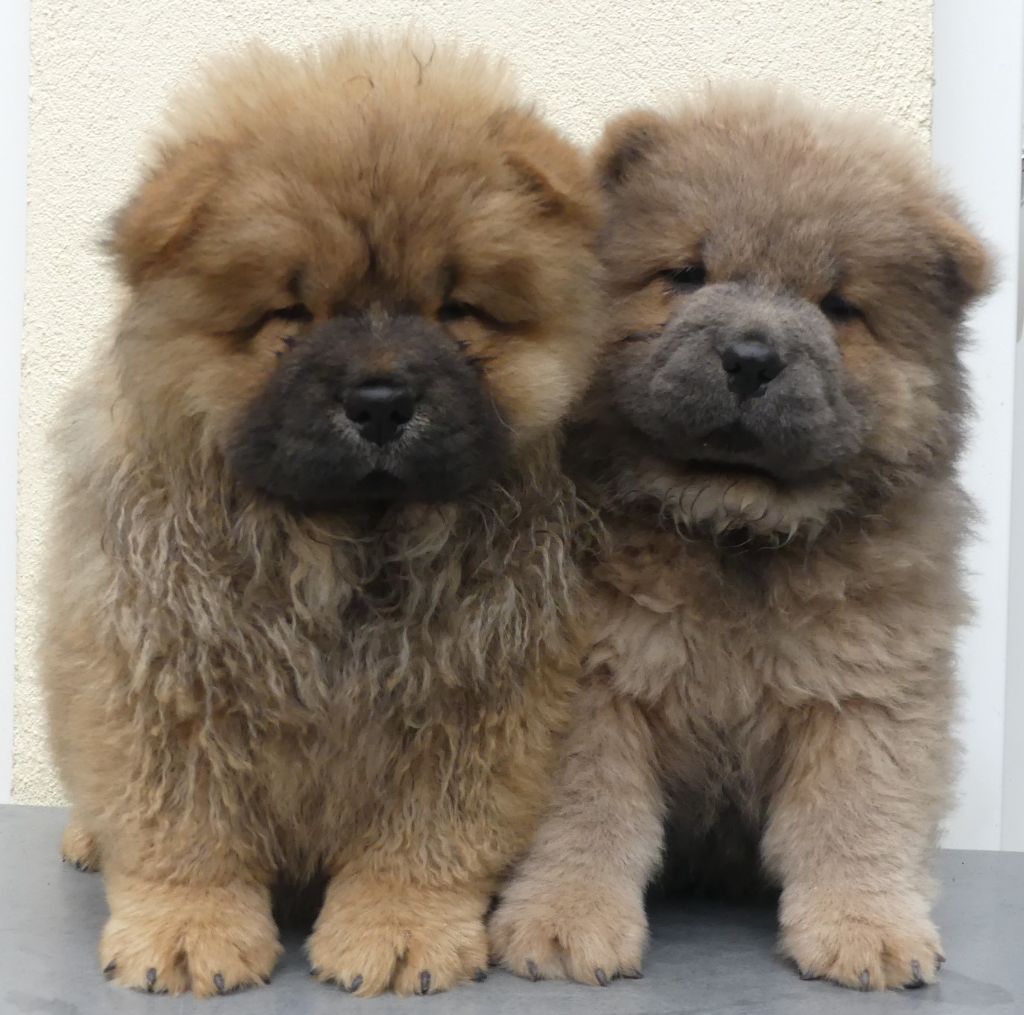 Chiot Chow Chow d'Entre Terre et Mer