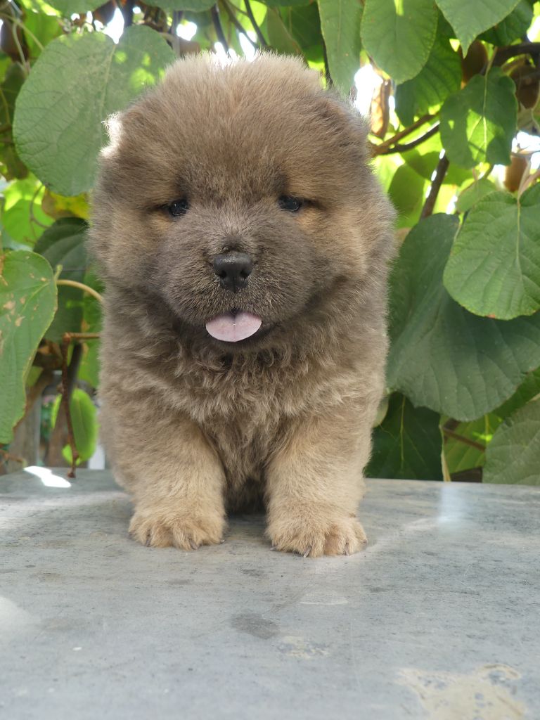 d'Entre Terre et Mer - Chiots disponibles - Chow Chow