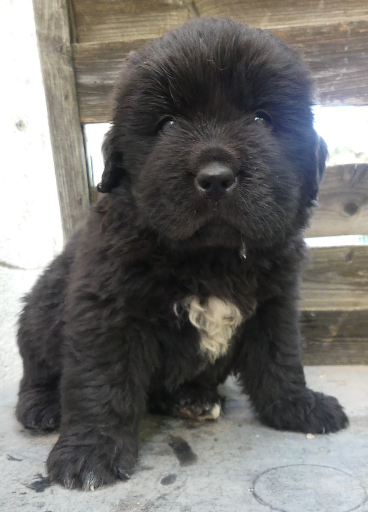 d'Entre Terre et Mer - Chiots disponibles - Terre-neuve