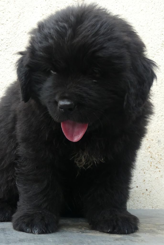 d'Entre Terre et Mer - Chiots disponibles - Terre-neuve