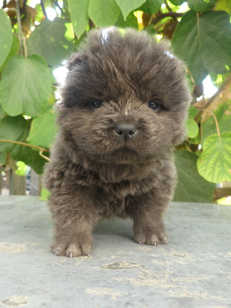 d'Entre Terre et Mer - Chiots disponibles - Chow Chow
