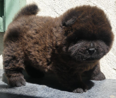 CHIOT 7