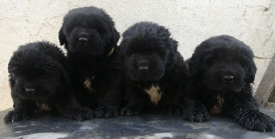 CHIOT 3