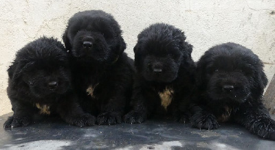 CHIOT 2