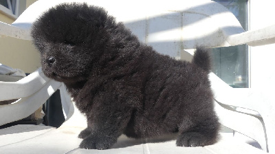 CHIOT 4
