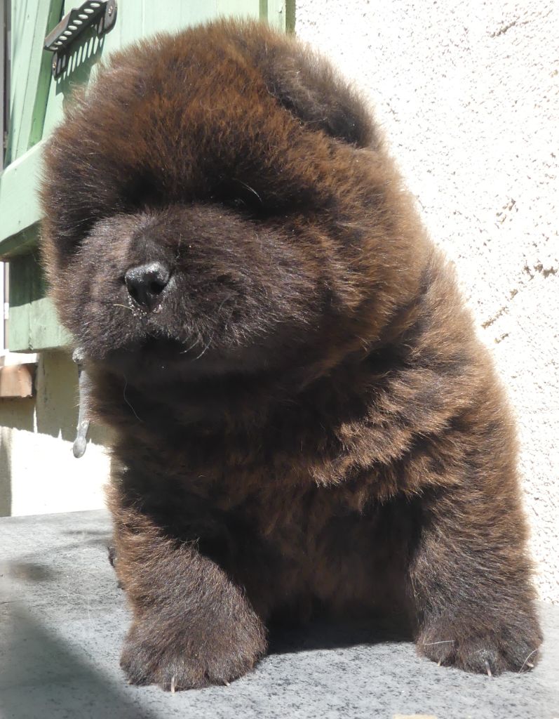 d'Entre Terre et Mer - Chiots disponibles - Chow Chow