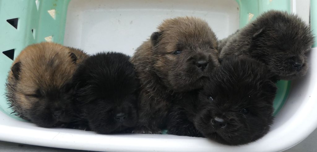 Chiot Chow Chow d'Entre Terre et Mer
