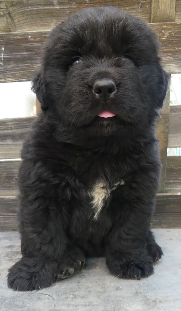 d'Entre Terre et Mer - Chiots disponibles - Terre-neuve
