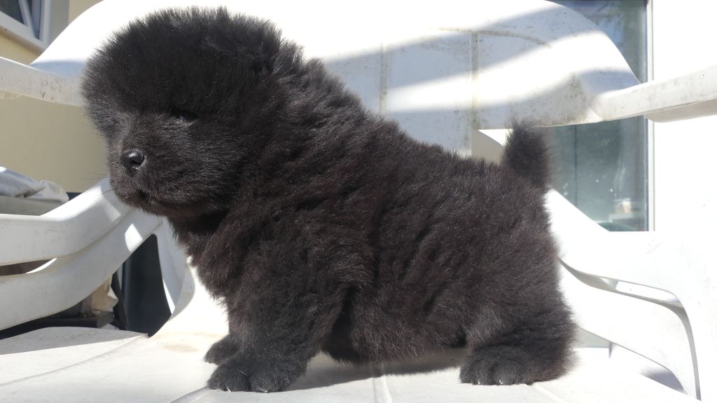 d'Entre Terre et Mer - Chiots disponibles - Chow Chow