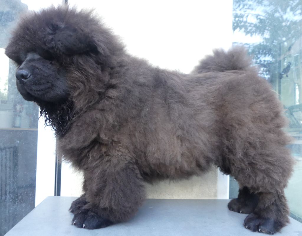 d'Entre Terre et Mer - Chiots disponibles - Chow Chow