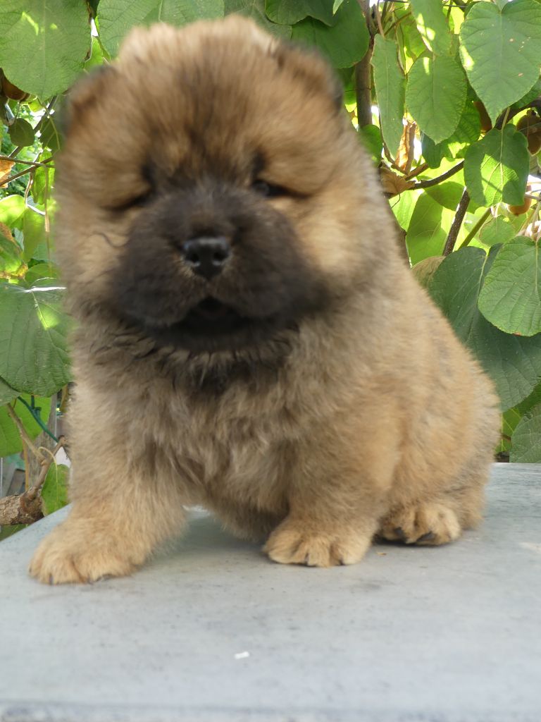 d'Entre Terre et Mer - Chiots disponibles - Chow Chow